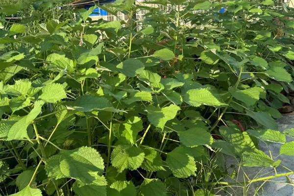 苎麻的种植方法,在苗期及时的进行间苗