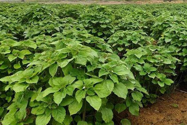 苎麻的种植方法,在苗期及时的进行间苗