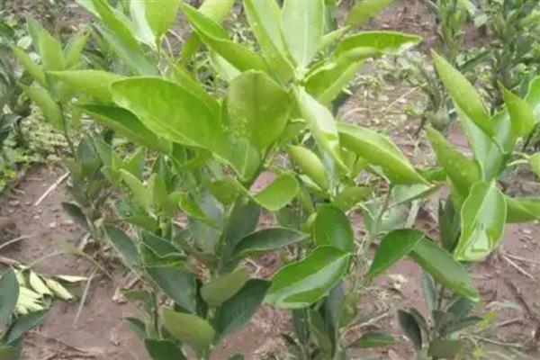 脐橙的施肥方法，幼树在新梢萌芽前要追施尿素