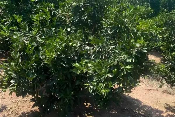 脐橙的施肥方法，幼树在新梢萌芽前要追施尿素