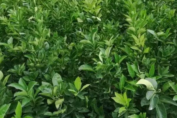 脐橙的施肥方法，幼树在新梢萌芽前要追施尿素