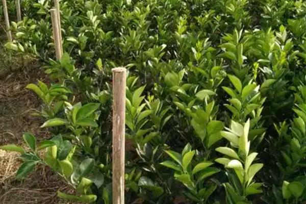 脐橙的施肥方法，幼树在新梢萌芽前要追施尿素