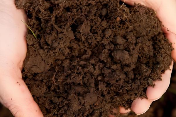 威百亩如何使用,稀释至70倍左右方可使用