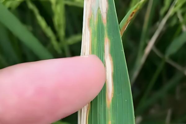 水稻叶片发黄如何防治，具体情况具体分析