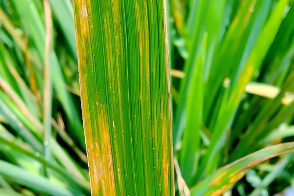 水稻叶片发黄如何防治，具体情况具体分析