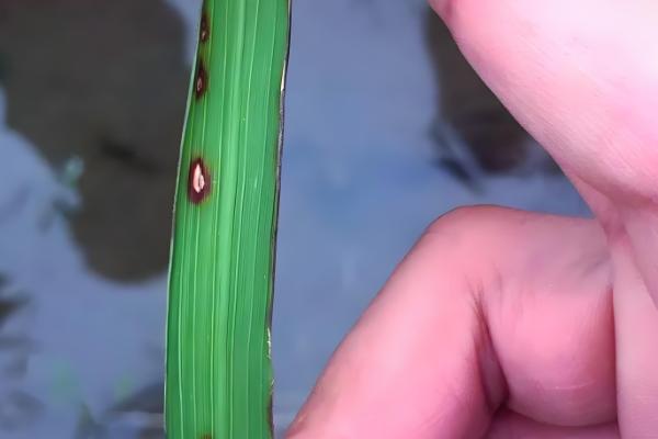 水稻叶片发黄如何防治，具体情况具体分析