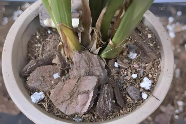 松树皮种兰花要加土吗,需加土