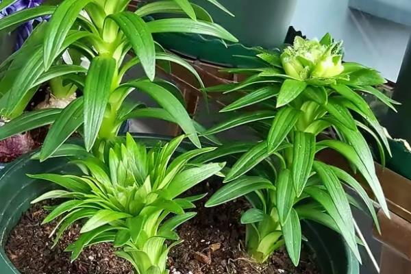 百合只长叶不长花苞怎么办,缺少光照可放在向阳的窗边养护