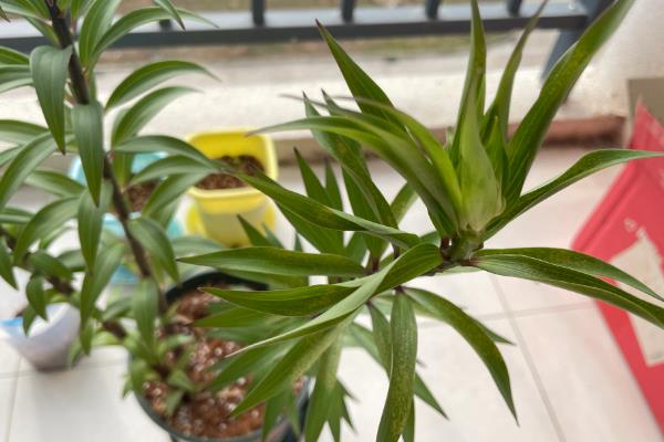 百合只长叶不长花苞怎么办,缺少光照可放在向阳的窗边养护