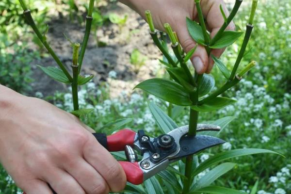 百合只长叶不长花苞怎么办,缺少光照可放在向阳的窗边养护