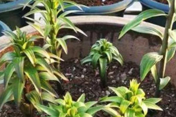 百合只长叶不长花苞怎么办,缺少光照可放在向阳的窗边养护