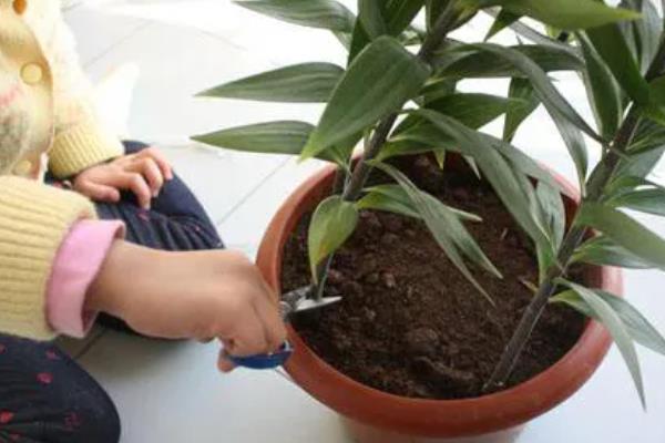 百合只长叶不长花苞怎么办,缺少光照可放在向阳的窗边养护