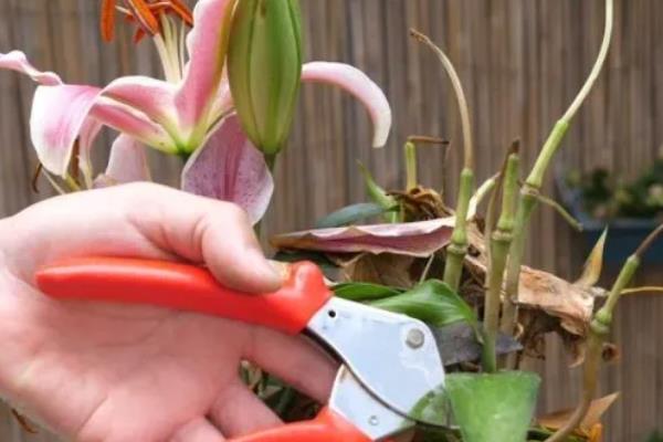 百合只长叶不长花苞怎么办,缺少光照可放在向阳的窗边养护