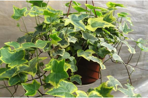 常春藤怎么养，生长适温为20-25℃