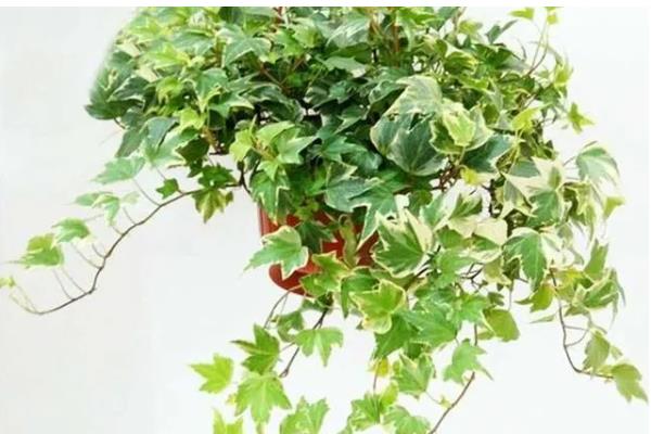 常春藤怎么养，生长适温为20-25℃