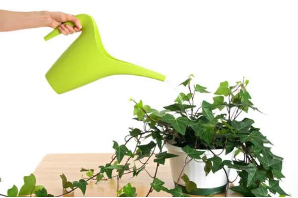 常春藤怎么养，生长适温为20-25℃