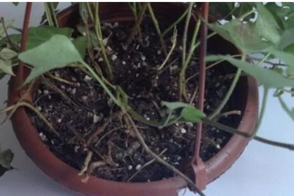 常春藤怎么养，生长适温为20-25℃