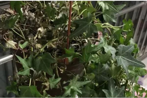 常春藤怎么养，生长适温为20-25℃