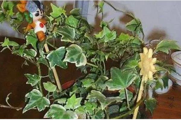 常春藤怎么养，生长适温为20-25℃