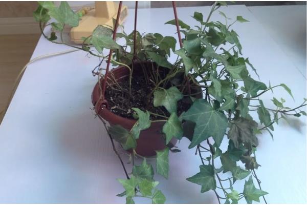 常春藤怎么养，生长适温为20-25℃