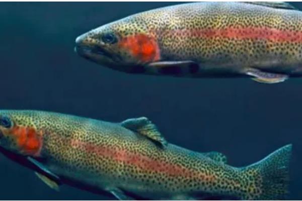 养殖虹鳟鱼的前景，目前来看国内的养殖前景很广阔