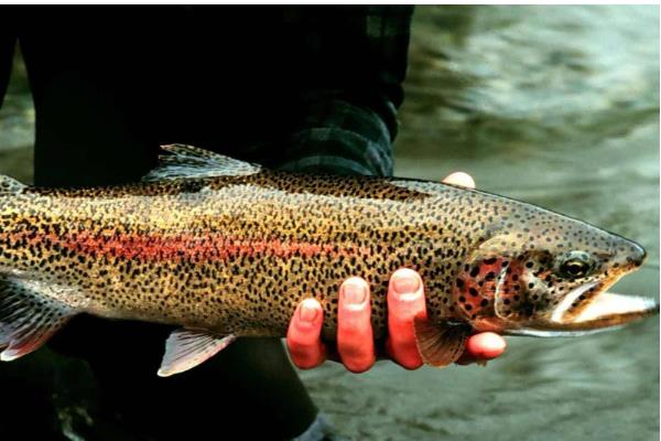 养殖虹鳟鱼的前景，目前来看国内的养殖前景很广阔
