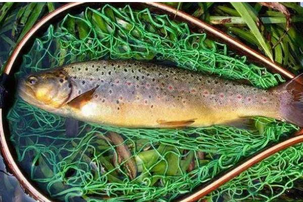 养殖虹鳟鱼的前景，目前来看国内的养殖前景很广阔