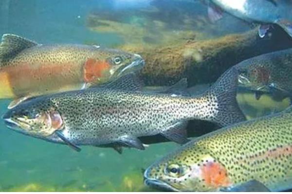 养殖虹鳟鱼的前景，目前来看国内的养殖前景很广阔