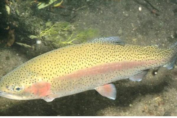 养殖虹鳟鱼的前景，目前来看国内的养殖前景很广阔