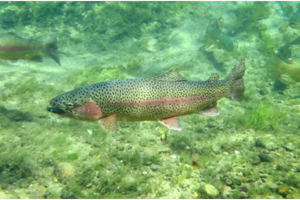 养殖虹鳟鱼的前景，目前来看国内的养殖前景很广阔