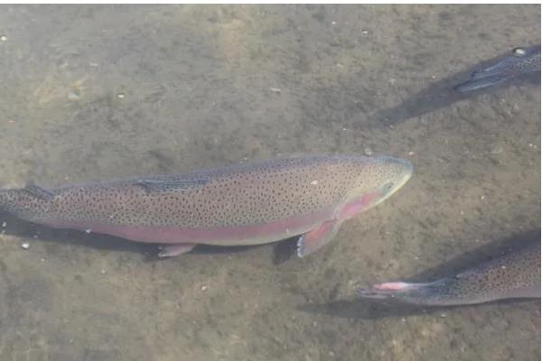 养殖虹鳟鱼的前景，目前来看国内的养殖前景很广阔