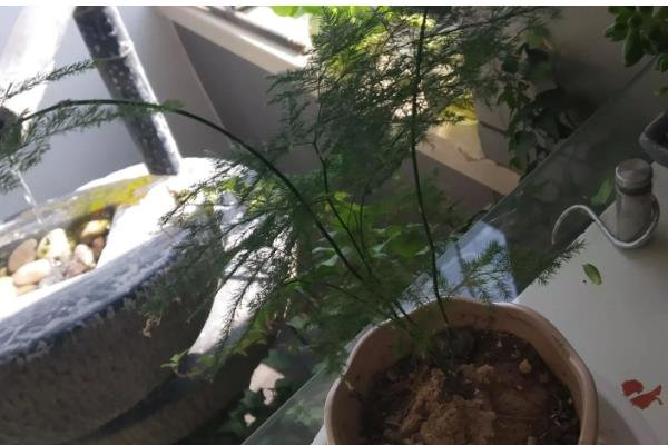 文竹不开花的原因,低温、强光、缺肥都会导致