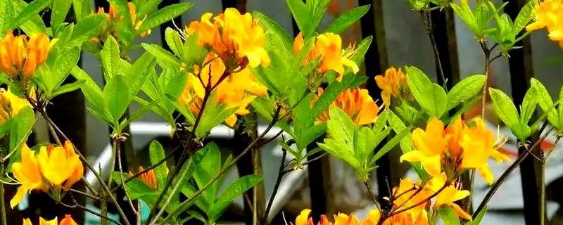 闹羊花的叶子为何会发红，可能是养分不足、气温过低等原因引起