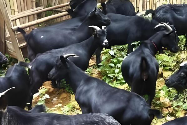 广西黑山羊能圈养吗,黑山羊是可以圈养的