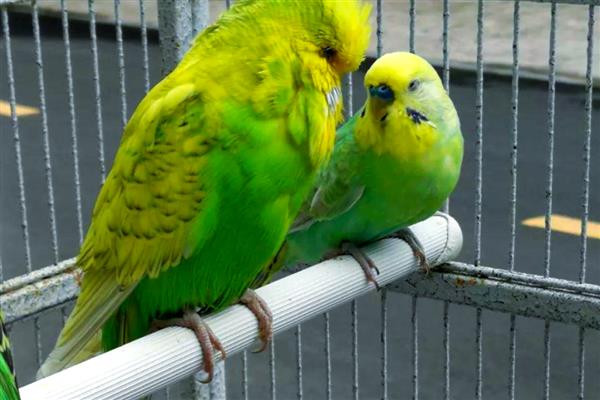 鹦鹉肠胃不适如何处理,频繁腹泻可对它饲喂土霉素等药物