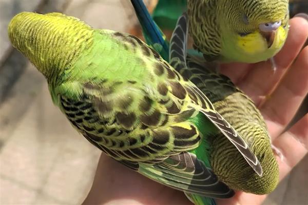 鹦鹉肠胃不适如何处理,频繁腹泻可对它饲喂土霉素等药物