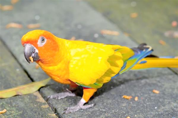 鹦鹉肠胃不适如何处理,频繁腹泻可对它饲喂土霉素等药物