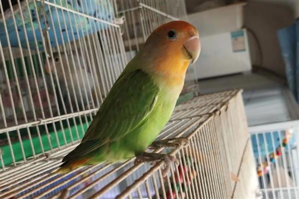 鹦鹉肠胃不适如何处理,频繁腹泻可对它饲喂土霉素等药物