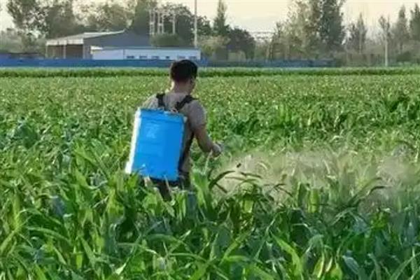 使用生物农药需注意什么，气温为25-30℃时药效较好