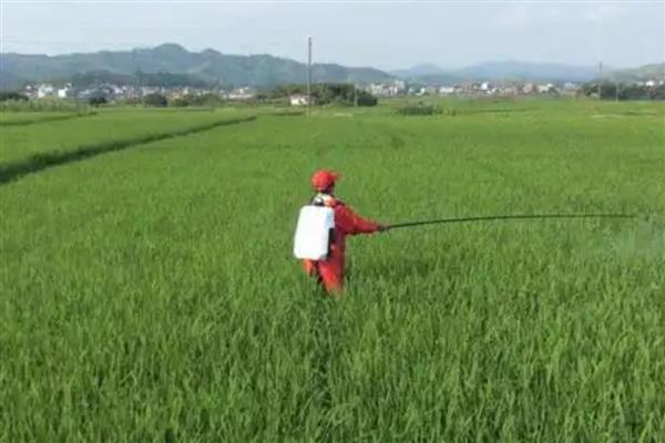 使用生物农药需注意什么，气温为25-30℃时药效较好