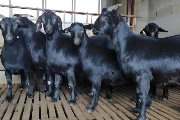 广西黑山羊能圈养吗,黑山羊是可以圈养的