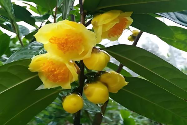 凹脉金花茶怎么养殖，每隔20天追施一次磷钾肥