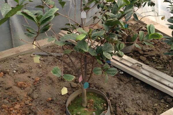 凹脉金花茶怎么养殖，每隔20天追施一次磷钾肥