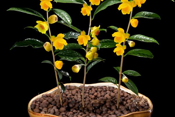 凹脉金花茶怎么养殖，每隔20天追施一次磷钾肥