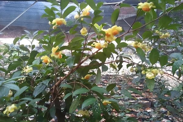 凹脉金花茶怎么养殖，每隔20天追施一次磷钾肥