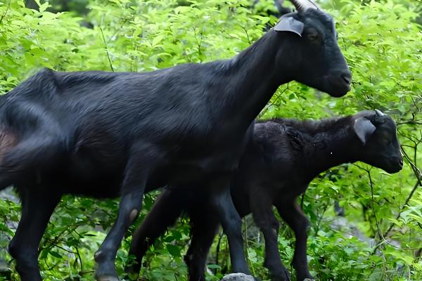 广西黑山羊能圈养吗,黑山羊是可以圈养的