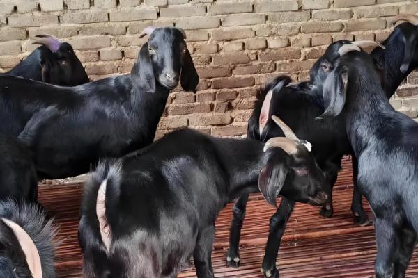 广西黑山羊能圈养吗,黑山羊是可以圈养的
