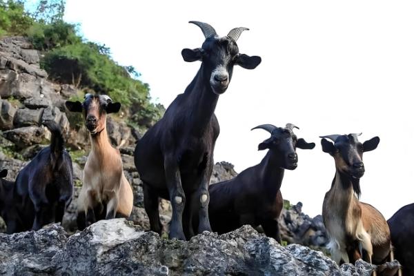 广西黑山羊能圈养吗,黑山羊是可以圈养的