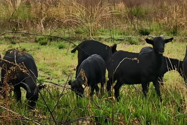 广西黑山羊能圈养吗,黑山羊是可以圈养的