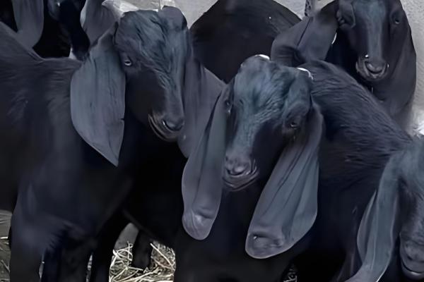 广西黑山羊能圈养吗,黑山羊是可以圈养的